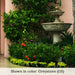 Acanthus Two Tiered fountain in action surrounded with plants