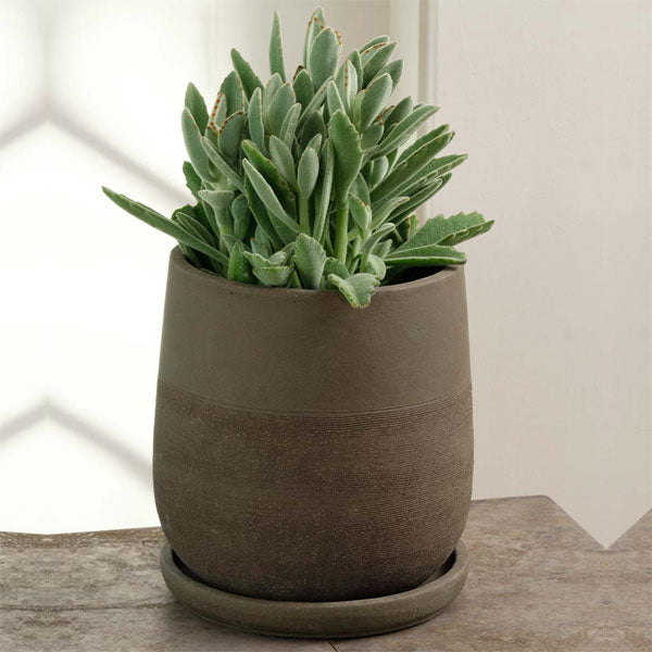  Aimee Planter - Carob - S/4 with plants against white background