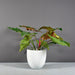 Alzira Round Fiberglass Planter on concrete filled with plants.