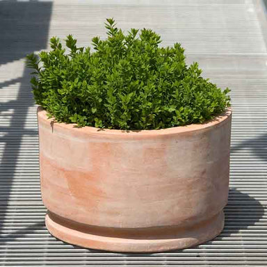 Amelie Planter Terra Cotta S/2 Filled with green leaves