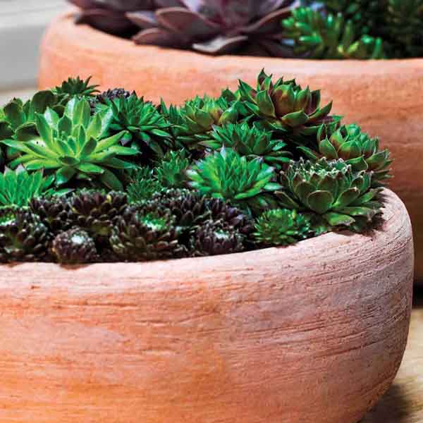 Annalise Planter - Terra Nova - S/2 Campania International