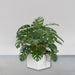 Antwerp Corner Fiberglass Planter filled with plants against gray backdrop.