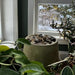 Bebel Pebble Fountain beside plants upclose
