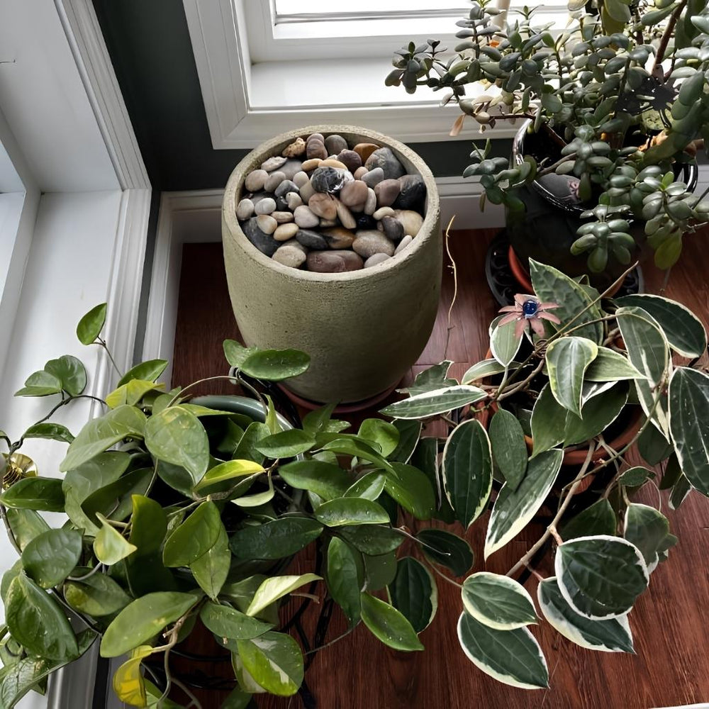 Bebel Pebble Fountain near window beside plants