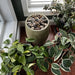 Bebel Pebble Fountain near window beside plants