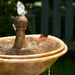 Borghese in basin fountain in action upclose.