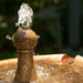 Borghese in basin fountain in the backyard upclose.