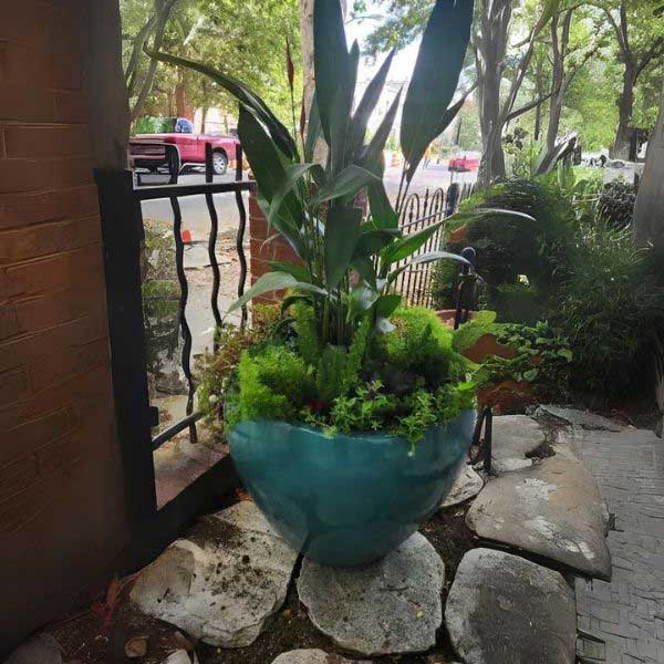 Cabachon Planter - Agave - S/3 filled with green plants