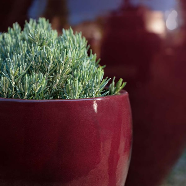 Cabachon Planter - Plum - S/3 on gravel filled with plants upclose