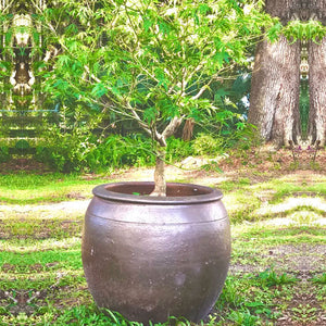 Campania Mai Planter in black clay with japanese maple tree inside