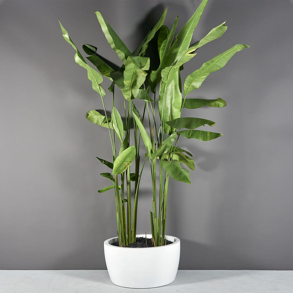 Casablanca Bowl Fiberglass Planter on concrete filled with plants.
