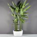 Casablanca Bowl Fiberglass Planter on concrete filled with plants.