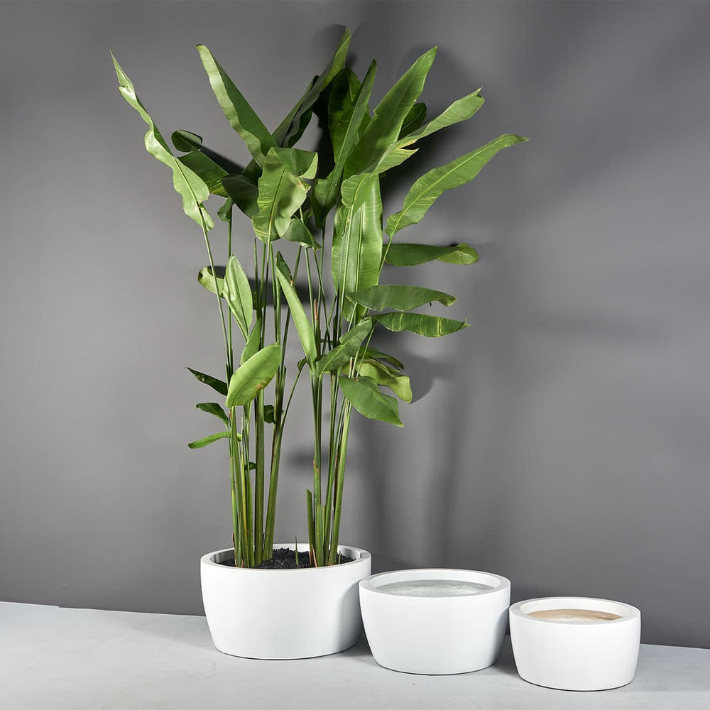 Casablanca Bowl Fiberglass Planter on shown with different sizes filled with plants.