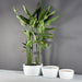 Casablanca Bowl Fiberglass Planter on shown with different sizes filled with plants.