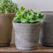 Cloche Planter, Extra Small in grey against white backdrop