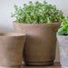 Cloche Planter, Small in brown against white backdrop