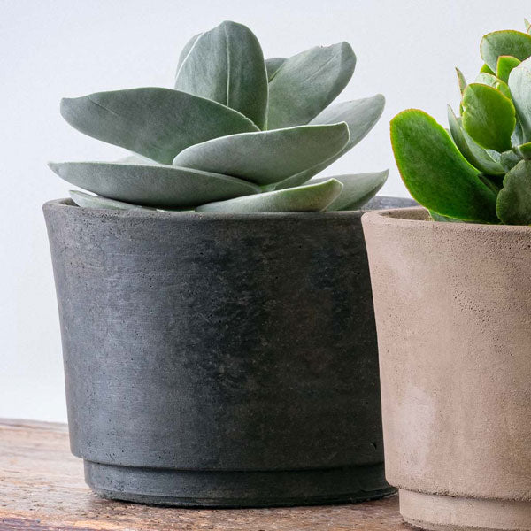 Cloche Planter - Wide in charcoal filled with plants