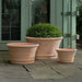 Corda Planter, Large - Terra Cotta - S/3 on concrete filled with plants