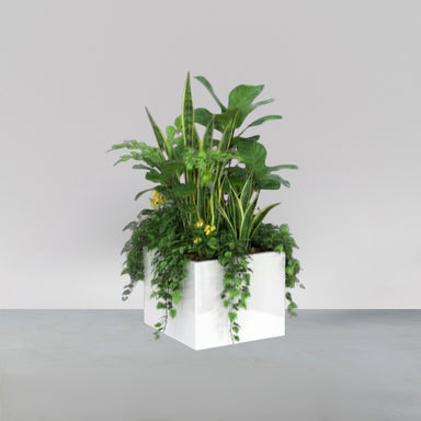 Cuba Low Corner Fiberglass Planter filled with plants against gray background.