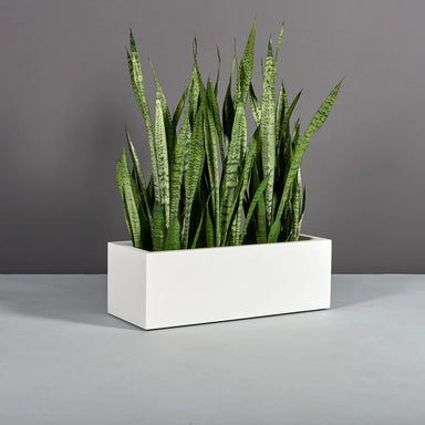 Cuba Low Rectangle Fiberglass Planter in 36 inch length size on concrete filled with plants.