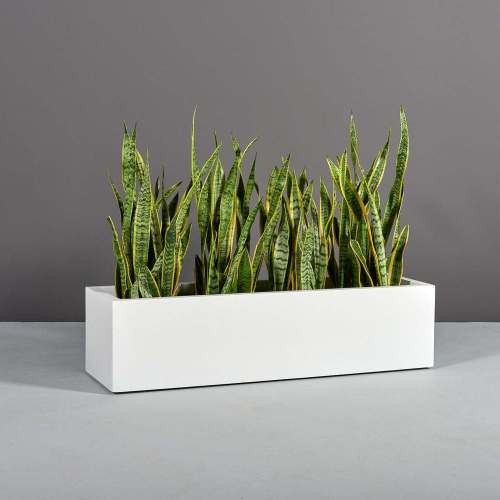 Cuba Low Rectangle Fiberglass Planter in 48 inch length size on concrete filled with plants.