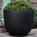 Danilo Planter, Small in onyx black lite on concrete filled with plants. 