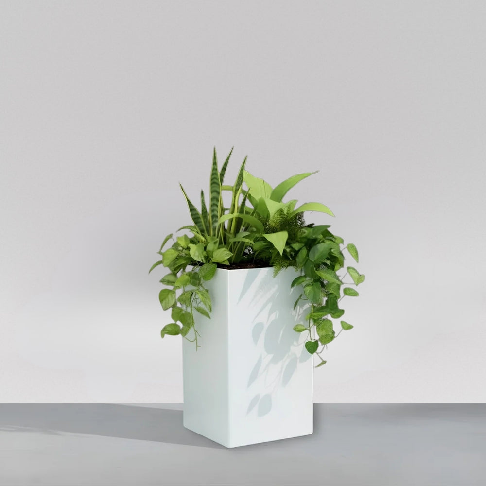Darwin Tall Corner Fiberglass Planter filled with plants.