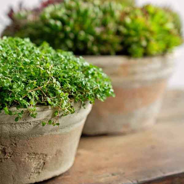 Farmers Pot Planter, Short Cotswold White S/8 on the table with gray background upclose