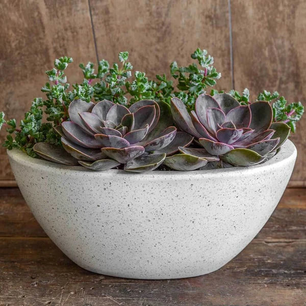 Geo Oval Bowl Planter - Terrazzo White - S/4 on table filled with cactus