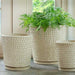 I/O Coin Pot - Cream - S/3 on concrete filled with plants