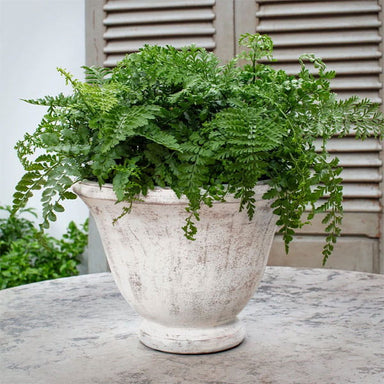 Jacqueline Urn - Whitewash - S/1 on table filled with plants.