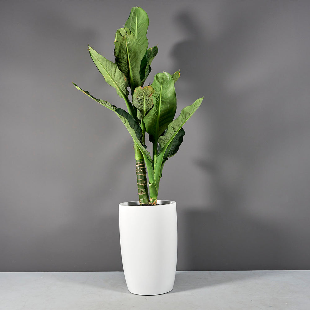 Lisbon Tall Round Tapered Fiberglass Planter on concrete filled with plants.