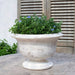 Margaux Urn Planter in whitewash color on table filled with plants.