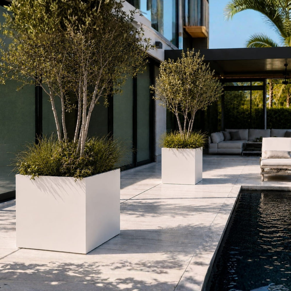 Montroy cube fiberglass planters in matte bright white with olive trees on a luxury modern pool deck in bright sunlight