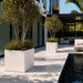 Montroy cube fiberglass planters in matte bright white with olive trees on a luxury modern pool deck in bright sunlight