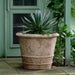 Pienza Planter - Antico Terra Cotta - S/1 on concrete filled with plants