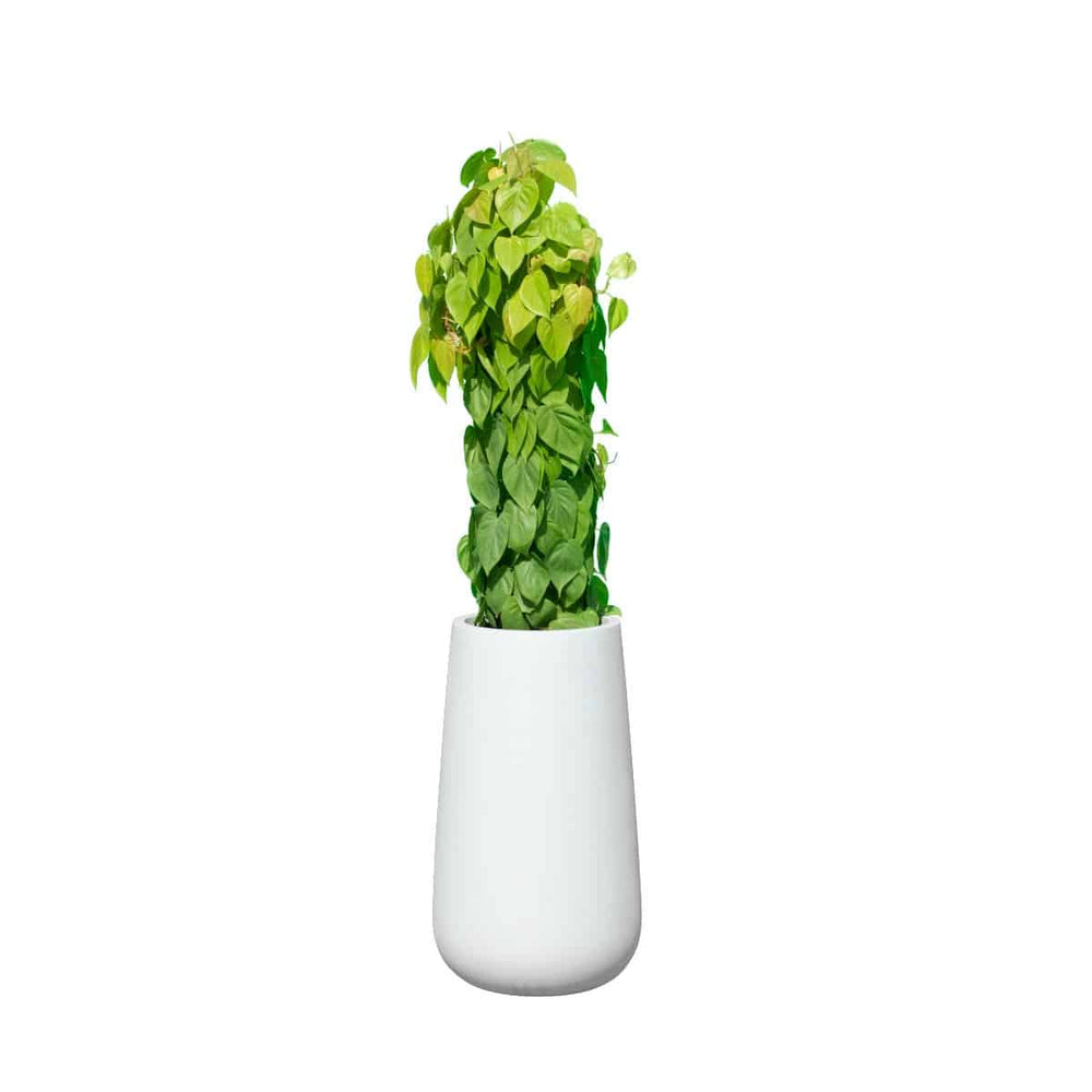 Saigon Tapered Round Fiberglass Planter filled with plants against white background.