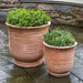 Sami Urn Terra Cotta S/2 on the concrete filled with green leaves