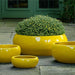 Sasha Planter - Limon - S/4 on concrete in the backyard