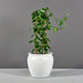 Shanghai Fishbowl Fiberglass Planter on concrete filled with plants.
