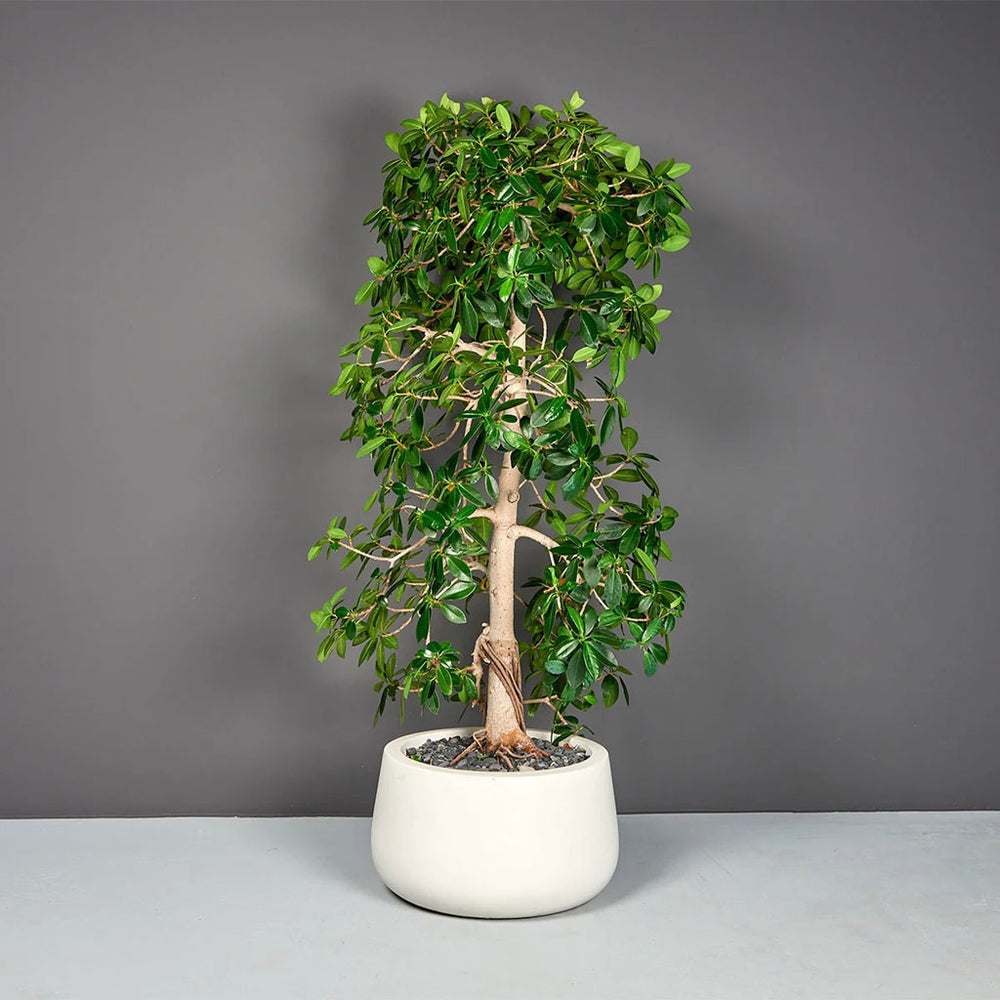 Short Hayden Tapered Round Fiberglass Planter on concrete filled with plants.