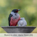 Songbirds Rest Birdbath with bird on top