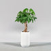 Tall Hayden Tapered Round Fiberglass Planter on concrete filled with plants.
