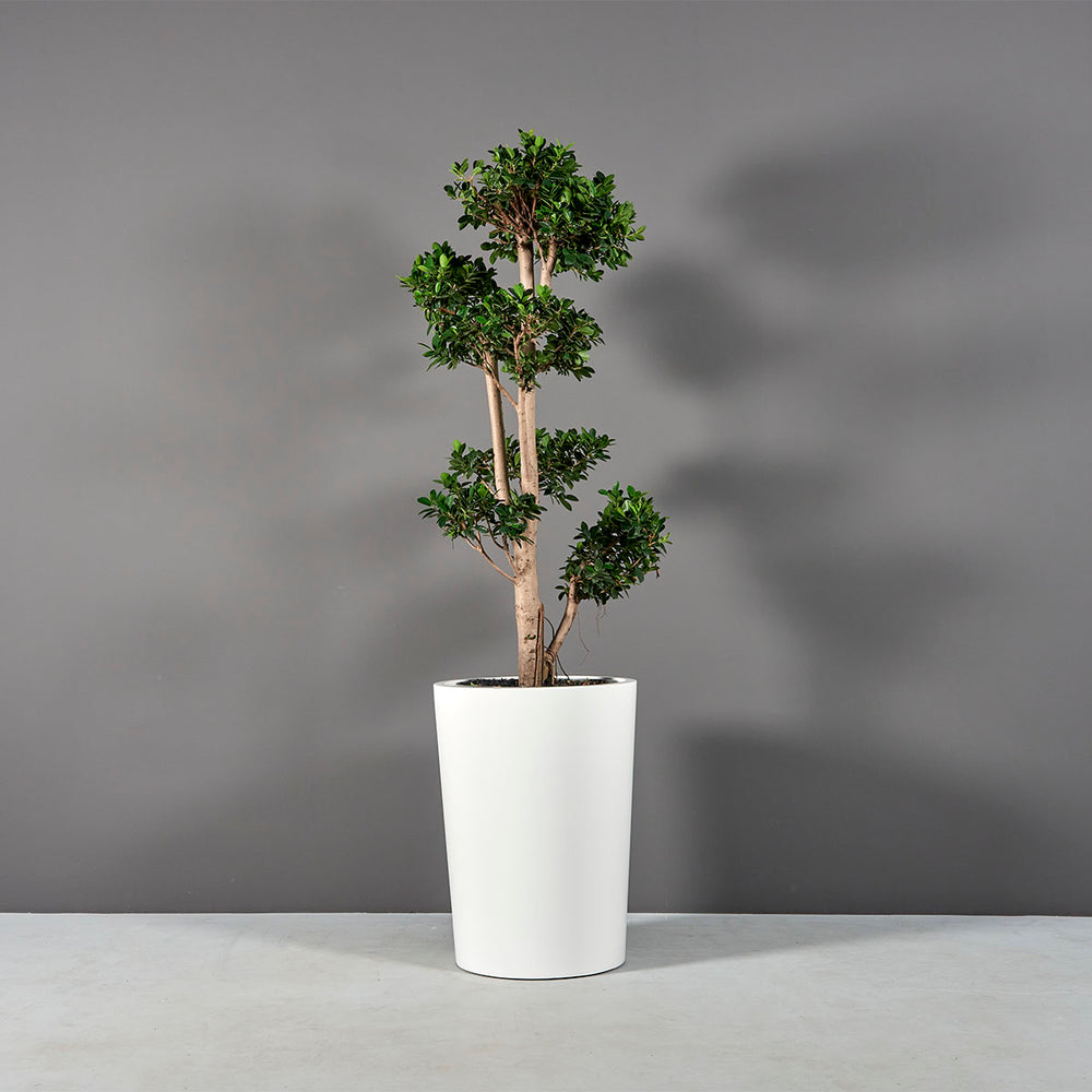 Tagel Tapered Round Fiberglass Planter on concrete filled with plants.