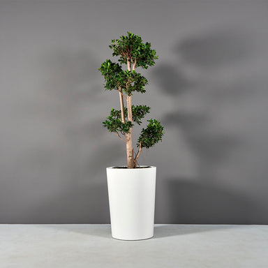 Tagel Tapered Round Fiberglass Planter on concrete filled with plants.