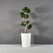 Tagel Tapered Round Fiberglass Planter on concrete filled with plants.