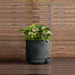 The Simple Pot 1 Quart Planter in charcoal filled with plants