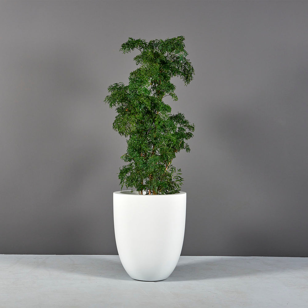 Valencia Tapered Round Fiberglass Planter on concrete filled with plants. 