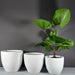 Wannsee Extra Large Round Fiberglass Planter shown with different sizes filled with plants.