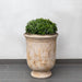 Vaucluse Urn Antico Terra Cotta S/1 filled with plants against light gray wall 